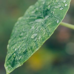Preview wallpaper leaf, plant, drops, macro, green