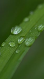 Preview wallpaper leaf, plant, drops, wet, macro, green