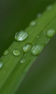 Preview wallpaper leaf, plant, drops, wet, macro, green
