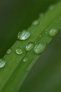 Preview wallpaper leaf, plant, drops, wet, macro, green