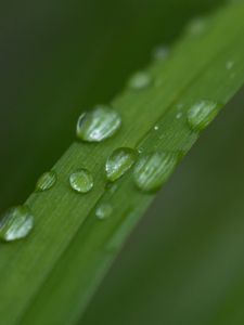 Preview wallpaper leaf, plant, drops, wet, macro, green
