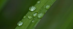 Preview wallpaper leaf, plant, drops, wet, macro, green