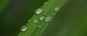 Preview wallpaper leaf, plant, drops, wet, macro, green