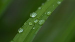 Preview wallpaper leaf, plant, drops, wet, macro, green