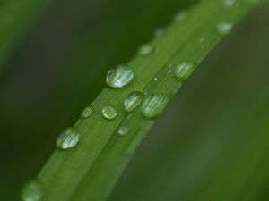 Preview wallpaper leaf, plant, drops, wet, macro, green