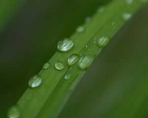 Preview wallpaper leaf, plant, drops, wet, macro, green
