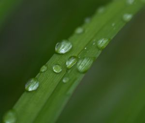 Preview wallpaper leaf, plant, drops, wet, macro, green