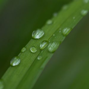 Preview wallpaper leaf, plant, drops, wet, macro, green