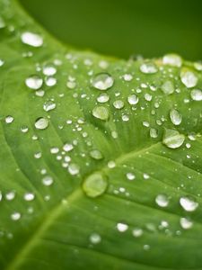 Preview wallpaper leaf, plant, drops