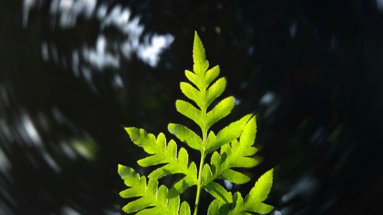 Wallpaper leaf, plant, focus, blur