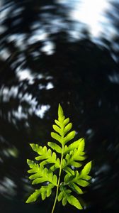 Preview wallpaper leaf, plant, focus, blur