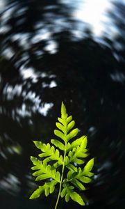 Preview wallpaper leaf, plant, focus, blur