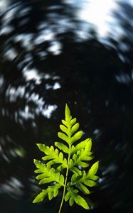 Preview wallpaper leaf, plant, focus, blur