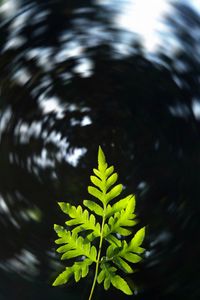 Preview wallpaper leaf, plant, focus, blur