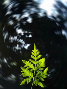 Preview wallpaper leaf, plant, focus, blur