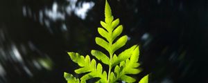 Preview wallpaper leaf, plant, focus, blur