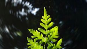 Preview wallpaper leaf, plant, focus, blur