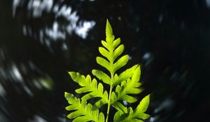 Preview wallpaper leaf, plant, focus, blur