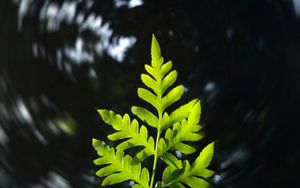 Preview wallpaper leaf, plant, focus, blur