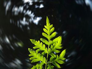 Preview wallpaper leaf, plant, focus, blur