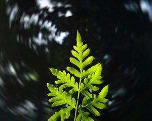 Preview wallpaper leaf, plant, focus, blur