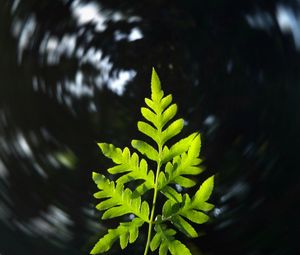 Preview wallpaper leaf, plant, focus, blur