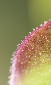 Preview wallpaper leaf, plant, glare, macro