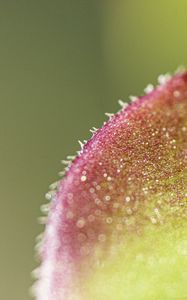 Preview wallpaper leaf, plant, glare, macro
