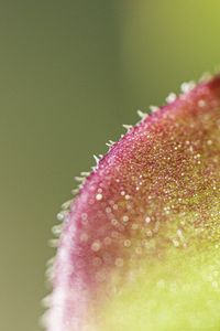 Preview wallpaper leaf, plant, glare, macro