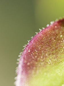Preview wallpaper leaf, plant, glare, macro