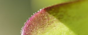 Preview wallpaper leaf, plant, glare, macro