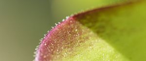 Preview wallpaper leaf, plant, glare, macro