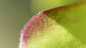 Preview wallpaper leaf, plant, glare, macro