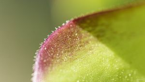 Preview wallpaper leaf, plant, glare, macro