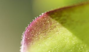 Preview wallpaper leaf, plant, glare, macro