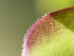 Preview wallpaper leaf, plant, glare, macro