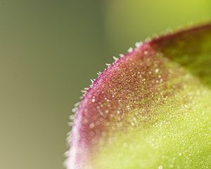 Preview wallpaper leaf, plant, glare, macro