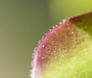 Preview wallpaper leaf, plant, glare, macro