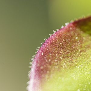 Preview wallpaper leaf, plant, glare, macro