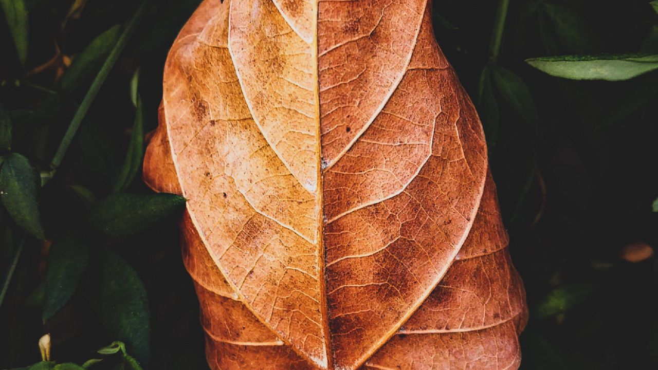 Wallpaper leaf, plant, grass, macro