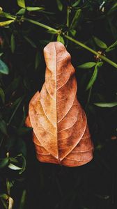 Preview wallpaper leaf, plant, grass, macro