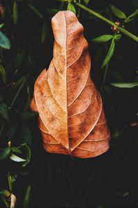 Preview wallpaper leaf, plant, grass, macro