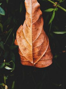Preview wallpaper leaf, plant, grass, macro