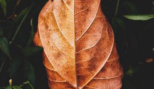 Preview wallpaper leaf, plant, grass, macro