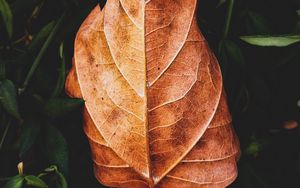 Preview wallpaper leaf, plant, grass, macro