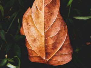 Preview wallpaper leaf, plant, grass, macro
