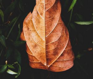 Preview wallpaper leaf, plant, grass, macro