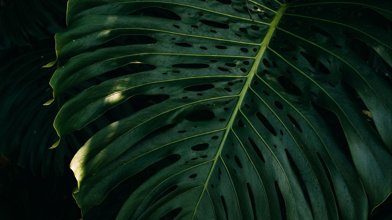 Wallpaper leaf, plant, green, surface