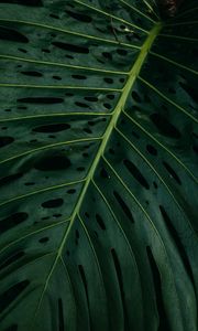 Preview wallpaper leaf, plant, green, surface