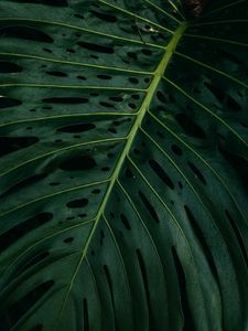 Preview wallpaper leaf, plant, green, surface